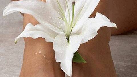 orchidea29 orchidea29